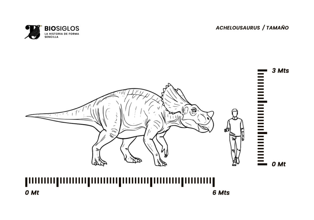 Achelousaurus tamaño