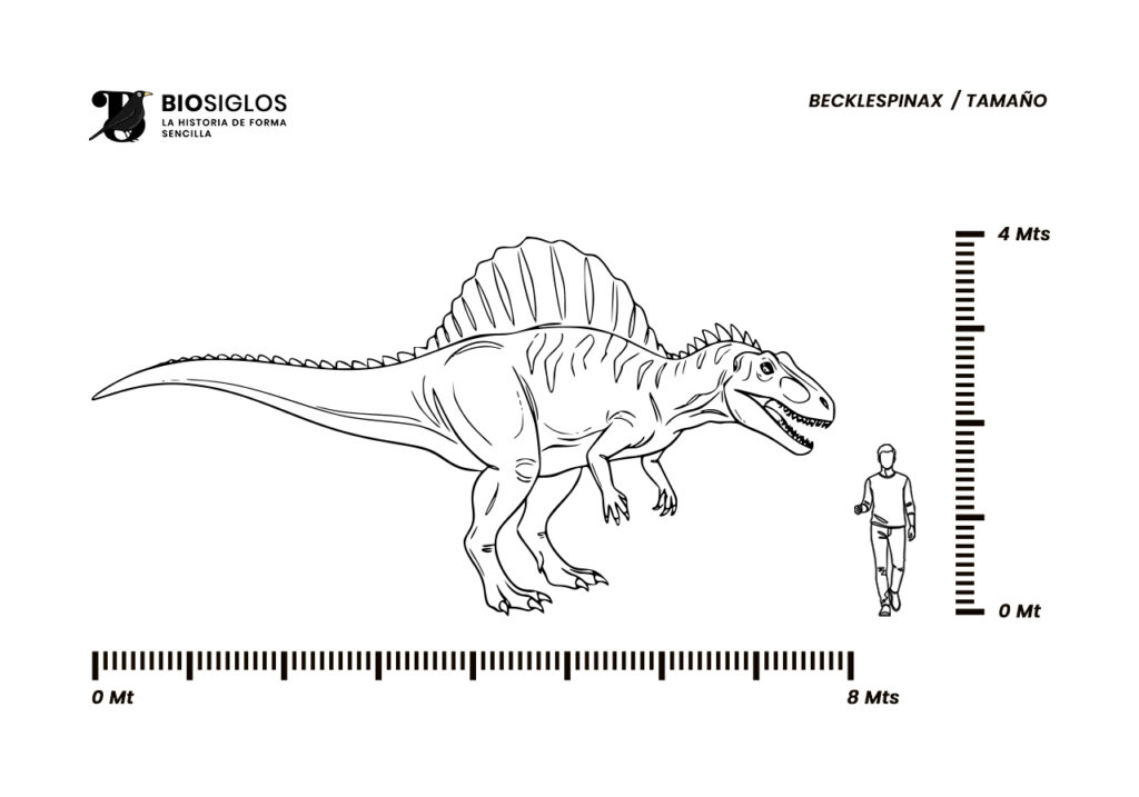 Becklespinax tamaño